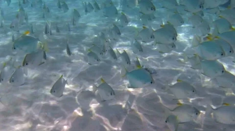 Beautiful Fish Underwater Stock Footage 48438025