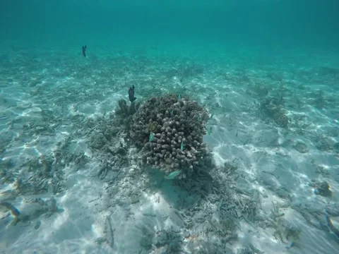 Beautiful fish underwater Stock Footage 138896091