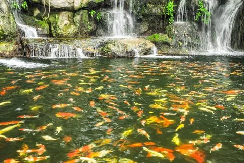 Beautiful fish in water fall Stock Photos