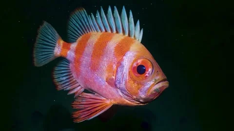 Beautiful fish in the water Vidéo 330121395