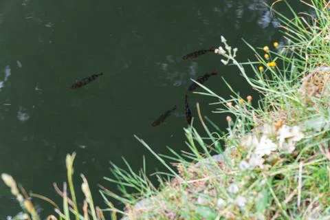 Beautiful fishes in the river Slough, UK Stock Photos