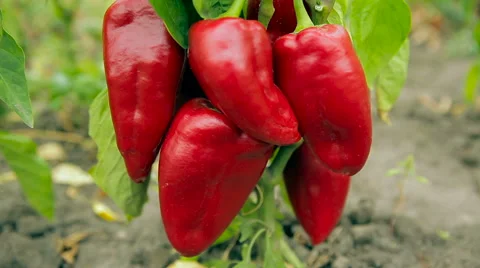 Beautiful five red peppers on the bush Stock Footage 61216004