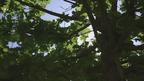 Beautiful flare between the leaves Stock Footage 71200984