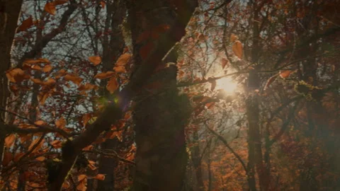 Beautiful flare through the trees. Point of view. Stock Footage 253502388