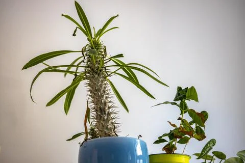 A beautiful flat plant Stock Photos