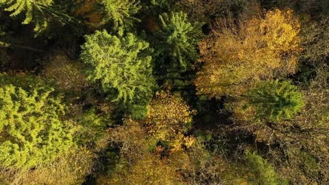 Beautiful flight above sunny fall seasonal forest Vídeos de archivo 228093808