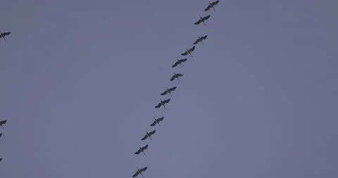 Beautiful flight of cranes, 4K slomo Stock Footage 237472698