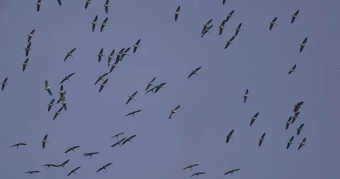 Beautiful flight of cranes, 4K slomo Stock Footage 237477220