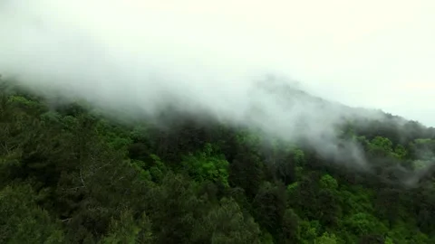 Beautiful flight over a green mixed deciduous forest in a haze of vapor clouds Stock Footage 274403534