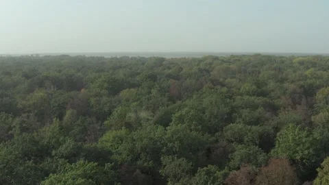 Beautiful flight over the park in summer. Trees with green leaves. Video stock 149790013