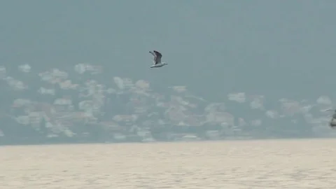 Beautiful flight of a single white seagull over the seashore, yachts,and boats Stock Footage 71812649