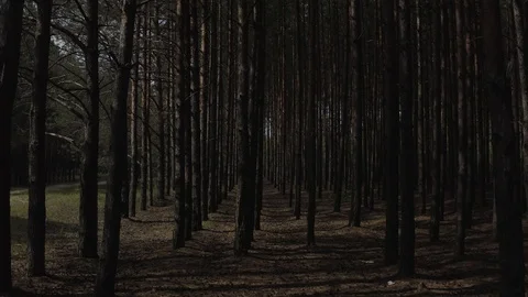 Beautiful flight in the thick of the forest. Vidéo 123748234