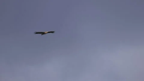 Beautiful flight of white-tailed eagle against the sky, 4K slomo Stock Footage 170832209