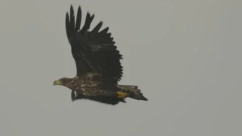 Beautiful flight of a white-tailed eagle, close up, 4K super slomo Stock Footage 237713523