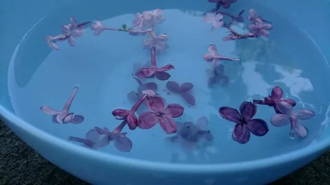 Beautiful floating flowers. 스톡 동영상 241562878