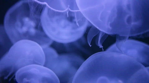Beautiful Floating Jellyfish Stock Footage 370799
