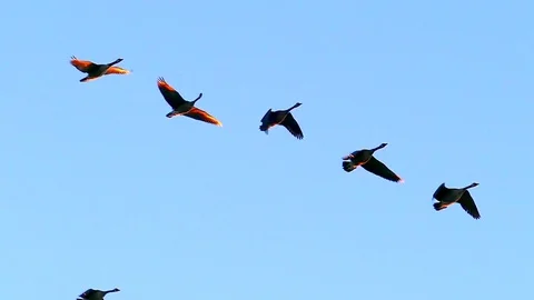 Beautiful flock of Canadian Geese Stock Video Pond5