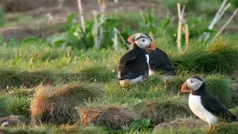 Beautiful flock of colorful puffins on a tiny island to nest Stock Footage 81487510