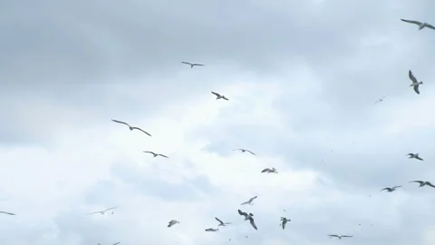Beautiful flock of seagulls flying in the cloudy sky Stock Footage 250328725