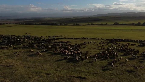 Beautiful flock of sheep ewe woolen unshorn lambs walk graze on high mountain Stock Footage 206853069
