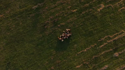 Beautiful flock of sheep ewe woolen unshorn lambs walk graze on high mountain Stock Footage 226599188