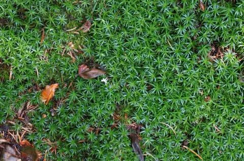 Beautiful flora Stock Photos