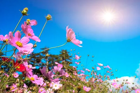 Beautiful Floral Border.Flower design Stock Photos