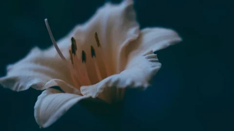 Beautiful flower 4k 2 angles handheld shot  evening 库存影片 114296996