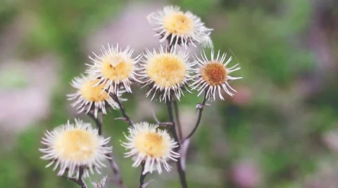 A Beautiful Flower 6 Stock Footage 31660845