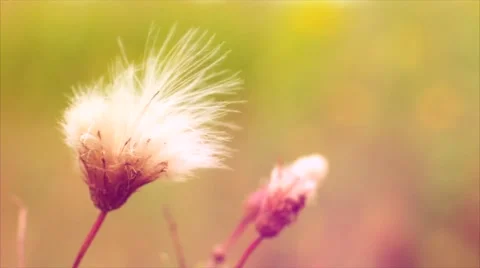 A beautiful flower appeared down. Summer. Macro shooting. Video stock 50092929
