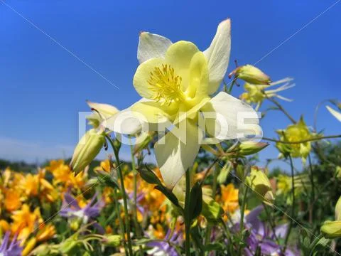 Beautiful flower (aquilegia) on sunny garden Stock Photos