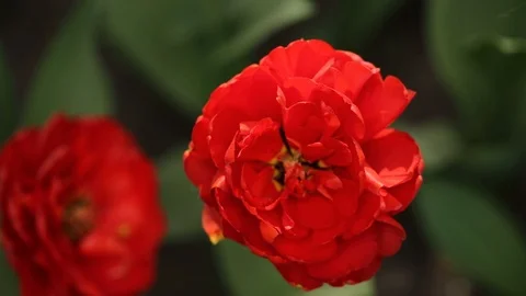 Beautiful flower background Stock Footage 127525828