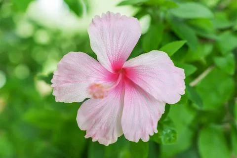 Beautiful flower background Stock Photos