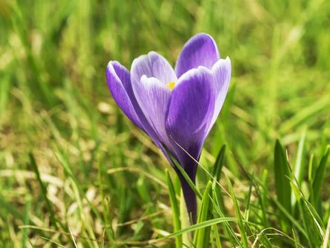 Beautiful flower background Stock Photos