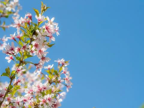 Beautiful flower background Stock Photos