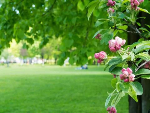 Beautiful flower background Stock Photos