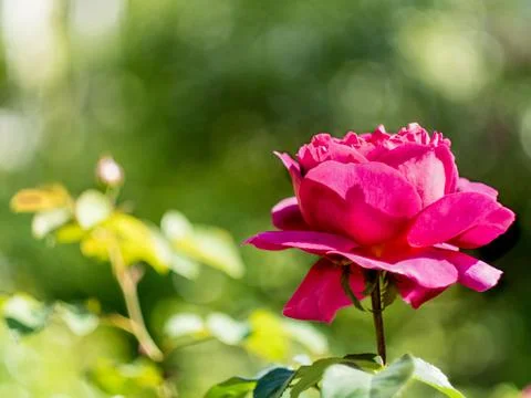 Beautiful flower background Stock Photos