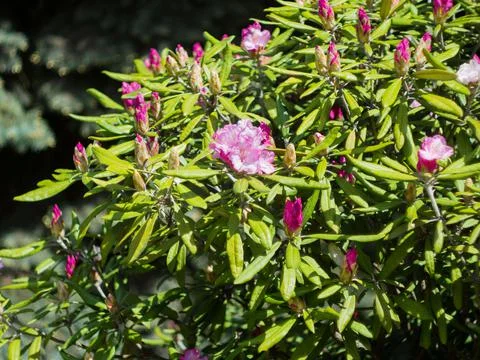 Beautiful flower background Foto stock