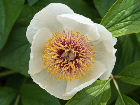 Beautiful flower background Stock Photos