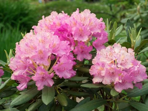 Beautiful flower background Stock Photos