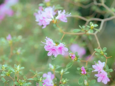 Beautiful flower background Stock Photos