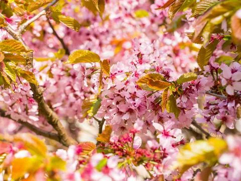 Beautiful flower background Stock Photos
