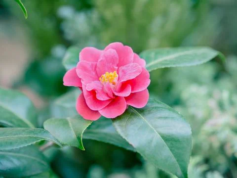 Beautiful flower background Stock Photos