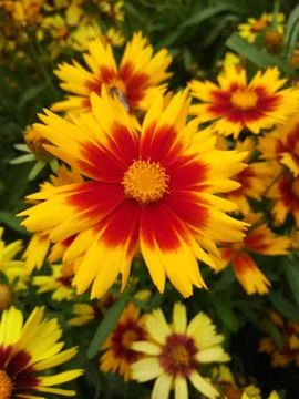 Beautiful Flower in Bloom Stock Photos