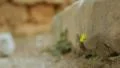 Beautiful flower blooming under heavy stone of ancient ruins, new beginning HD Footage
