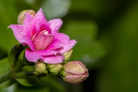 Beautiful flower blossoming. Macro closeup. Artistic elegance, fragile serenity. Stock Photos