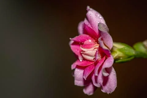 Beautiful flower blossoming. Macro closeup. Artistic elegance, fragile serenity. Stock Photos
