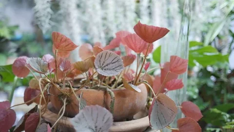 Beautiful flower blowing in the wind Vidéo 81041186