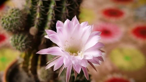 Beautiful flower cactus standing on table blooms before your eyes. Timelapse Stock Footage 196816745