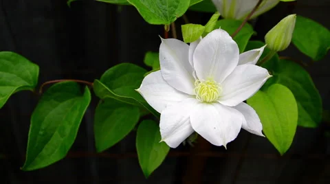 Beautiful  flower Clematis 動画素材 51723946